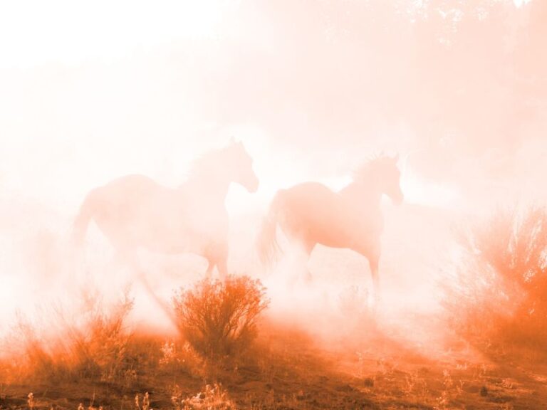 In der chinesischen Astrologie sind das Feuer und das Pferd die Elemente des Jahres 2026.